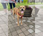 Small #1 Labrador Retriever Mix