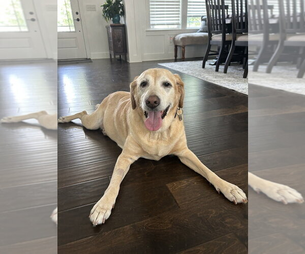 Medium Photo #5 Labrador Retriever Puppy For Sale in Mooresville, NC, USA