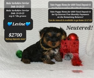 Yorkshire Terrier Puppy for Sale in TUCSON, Arizona USA