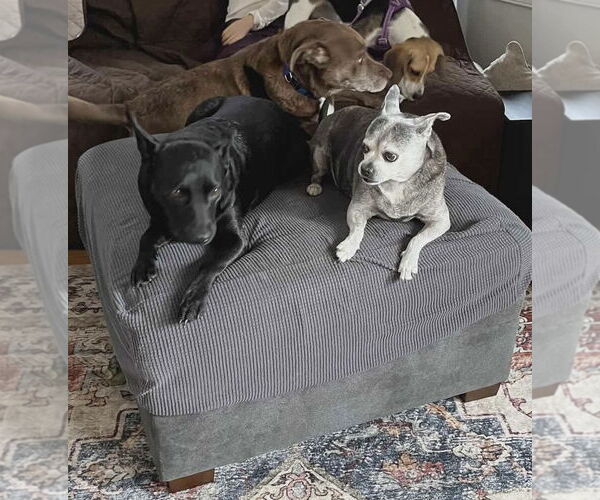 Medium Photo #7 Labrador Retriever-Unknown Mix Puppy For Sale in Westwood, NJ, USA