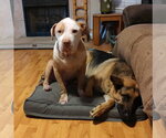 Small #4 American Pit Bull Terrier-Bulldog Mix