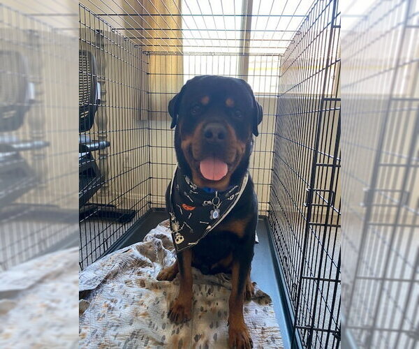 Medium Photo #2 Rottweiler Puppy For Sale in Gilbert, AZ, USA