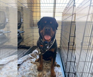 Alexander - Male Rottweiler Dog for Adoption - Photo #2
