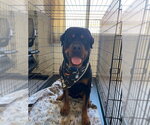 Small Photo #2 Rottweiler Puppy For Sale in Gilbert, AZ, USA