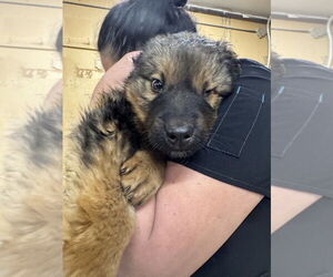 Siberian Husky-Unknown Mix Dogs for adoption in Calgary, Alberta, Canada