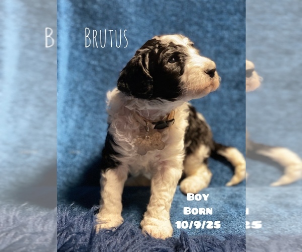 Medium Photo #1 Poodle (Standard) Puppy For Sale in CHARLOTTE, NC, USA