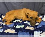 Small Doberman Pinscher Mix