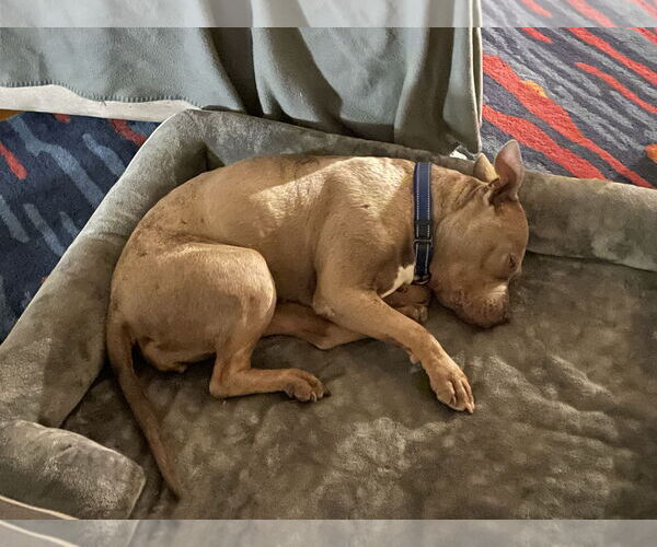 Medium Photo #19 Mutt Puppy For Sale in Philadelphia, PA, USA