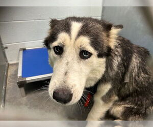 Siberian Husky-Unknown Mix Dogs for adoption in Tavares, FL, USA