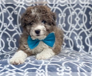 Aussiedoodle Miniature Puppy for sale in LAKELAND, FL, USA