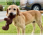 Small #3 Labrador Retriever