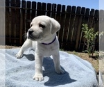 Small Photo #2 Labrador Retriever Puppy For Sale in LIVE OAK, CA, USA