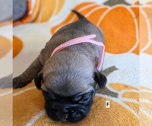 Medium Frenchie Pug