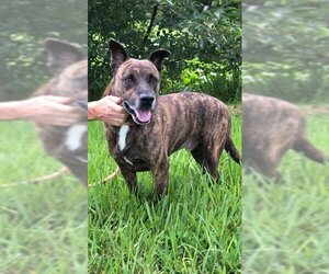 Labrador Retriever-Staffordshire Bull Terrier Mix Dogs for adoption in Weston, FL, USA