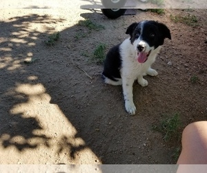 Border Collie Puppy for sale in WILLIAMSBURG, CO, USA