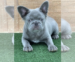 French Bulldog Puppy for sale in FOLSOM, CA, USA