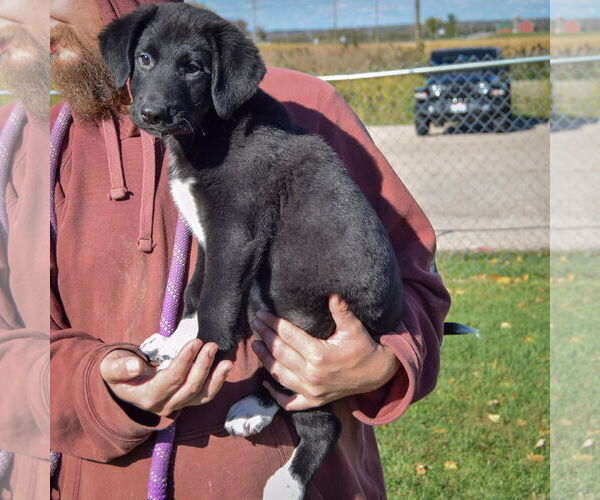Medium Photo #2 German Shepherd Dog-Unknown Mix Puppy For Sale in Huntley, IL, USA