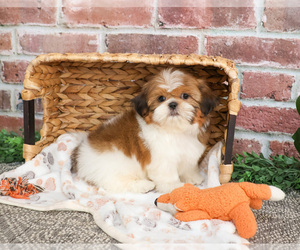 Shih Tzu Puppy for sale in SYRACUSE, IN, USA