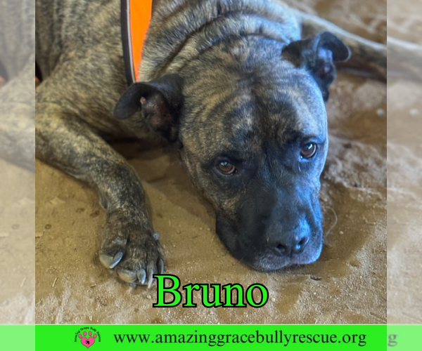 Medium Photo #5 Staffordshire Bull Terrier-Unknown Mix Puppy For Sale in Pensacola, FL, USA