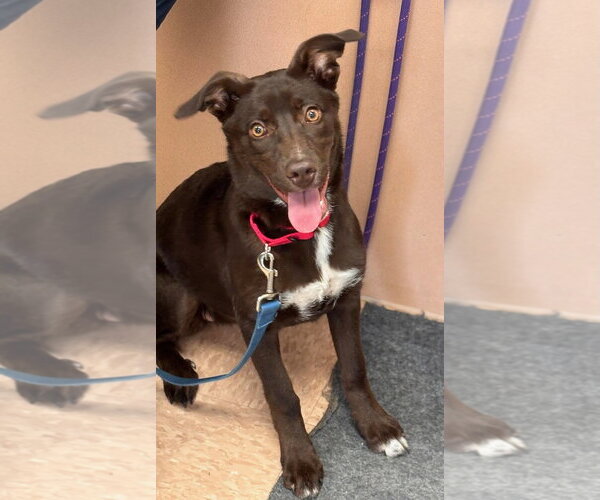 Medium Photo #1 Australian Kelpie Puppy For Sale in Batavia, NY, USA