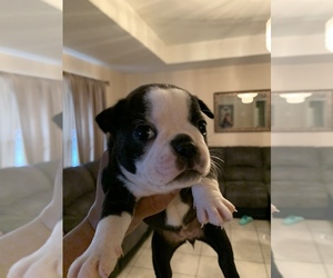 Boston Terrier Puppy for sale in EAGLE PASS, TX, USA