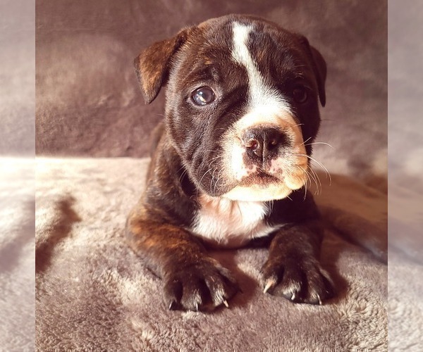 Medium Photo #5 Olde English Bulldogge Puppy For Sale in KANSAS CITY, MO, USA