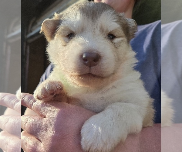 Medium Photo #1 Alaskan Malamute Puppy For Sale in CRIVITZ, WI, USA