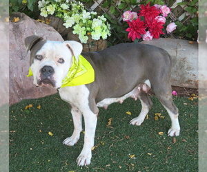 American Bulldog Dogs for adoption in Oklahoma City, OK, USA