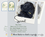 Small #1 Goldendoodle