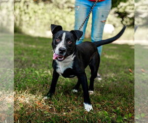 Labrador Retriever-Unknown Mix Dogs for adoption in Sparta, TN, USA