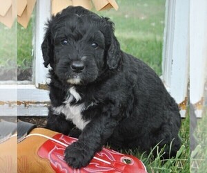 Bernedoodle Puppy for sale in GREENCASTLE, PA, USA
