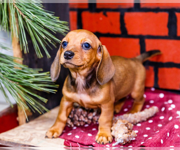 Medium Photo #26 Dachshund Puppy For Sale in WAKARUSA, IN, USA