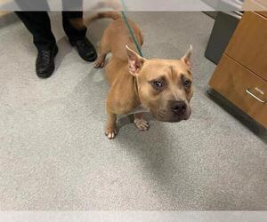 Staffordshire Bull Terrier Dogs for adoption in Orange, CA, USA