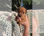 Image preview for Ad Listing. Nickname: Male 2