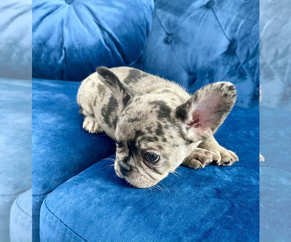 Medium Photo #23 French Bulldog Puppy For Sale in SCREVEN, GA, USA