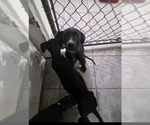 Small #3 Labrador Retriever