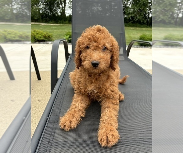 Medium Photo #2 Goldendoodle (Miniature) Puppy For Sale in FRANKLIN, IN, USA