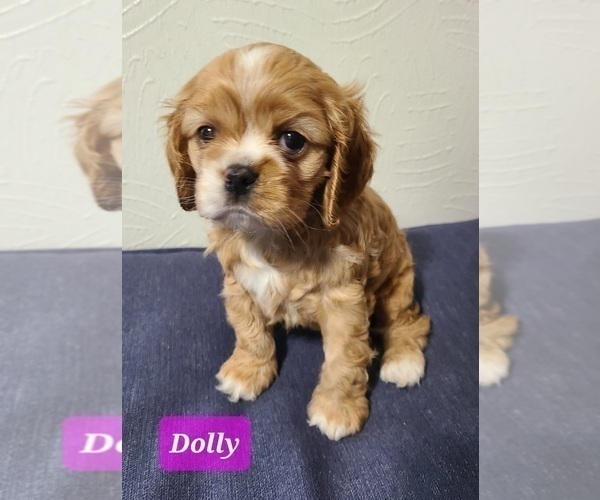 Medium Photo #2 Cocker Spaniel Puppy For Sale in MIDDLEBURY, IN, USA