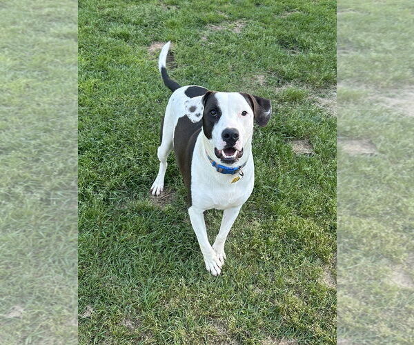 Medium Photo #2 Labrador Retriever-Unknown Mix Puppy For Sale in Eastman, GA, USA