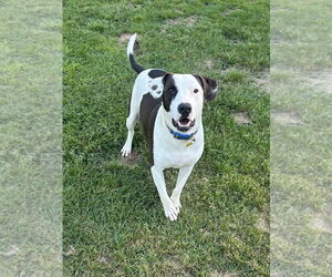 Watson - Male Labrador Retriever-Unknown Mix Dog for Adoption - Photo #2