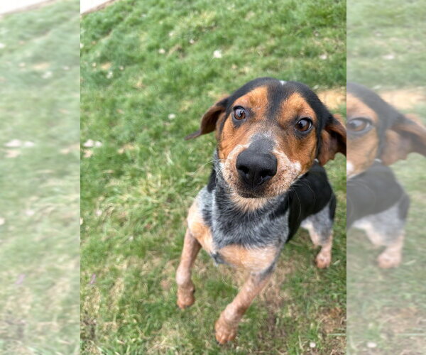 Medium Photo #3 Beagle-Unknown Mix Puppy For Sale in Pierceton , IN, USA