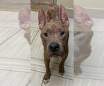 Small American Staffordshire Terrier Mix