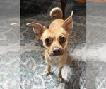 Small #2 Mutt