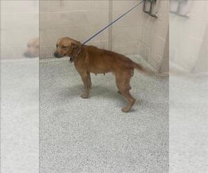American Pit Bull Terrier-Unknown Mix Dogs for adoption in Conroe, TX, USA