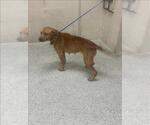 Small American Pit Bull Terrier Mix