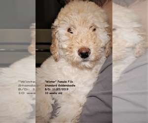 Goldendoodle-Poodle (Standard) Mix Puppy for sale in BOON, MI, USA
