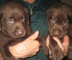 Small Photo #6 Labrador Retriever Puppy For Sale in ATHOL, MA, USA