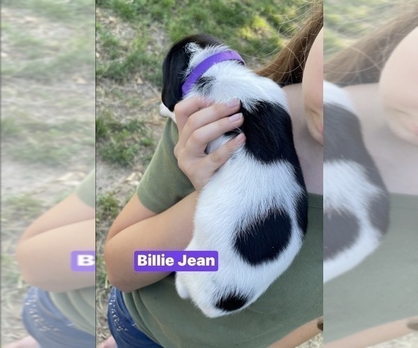 Medium Photo #24 Pointer Puppy For Sale in SACRAMENTO, CA, USA