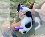 Small Photo #24 Pointer Puppy For Sale in SACRAMENTO, CA, USA