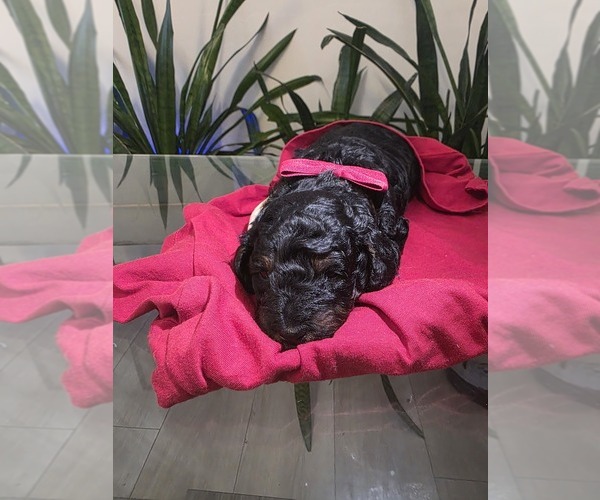 Medium Photo #4 Poodle (Toy) Puppy For Sale in CORAL SPRINGS, FL, USA